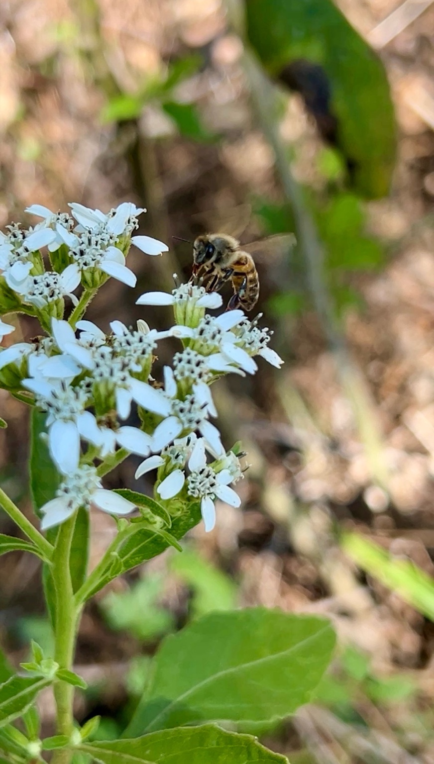 Bee on flowers