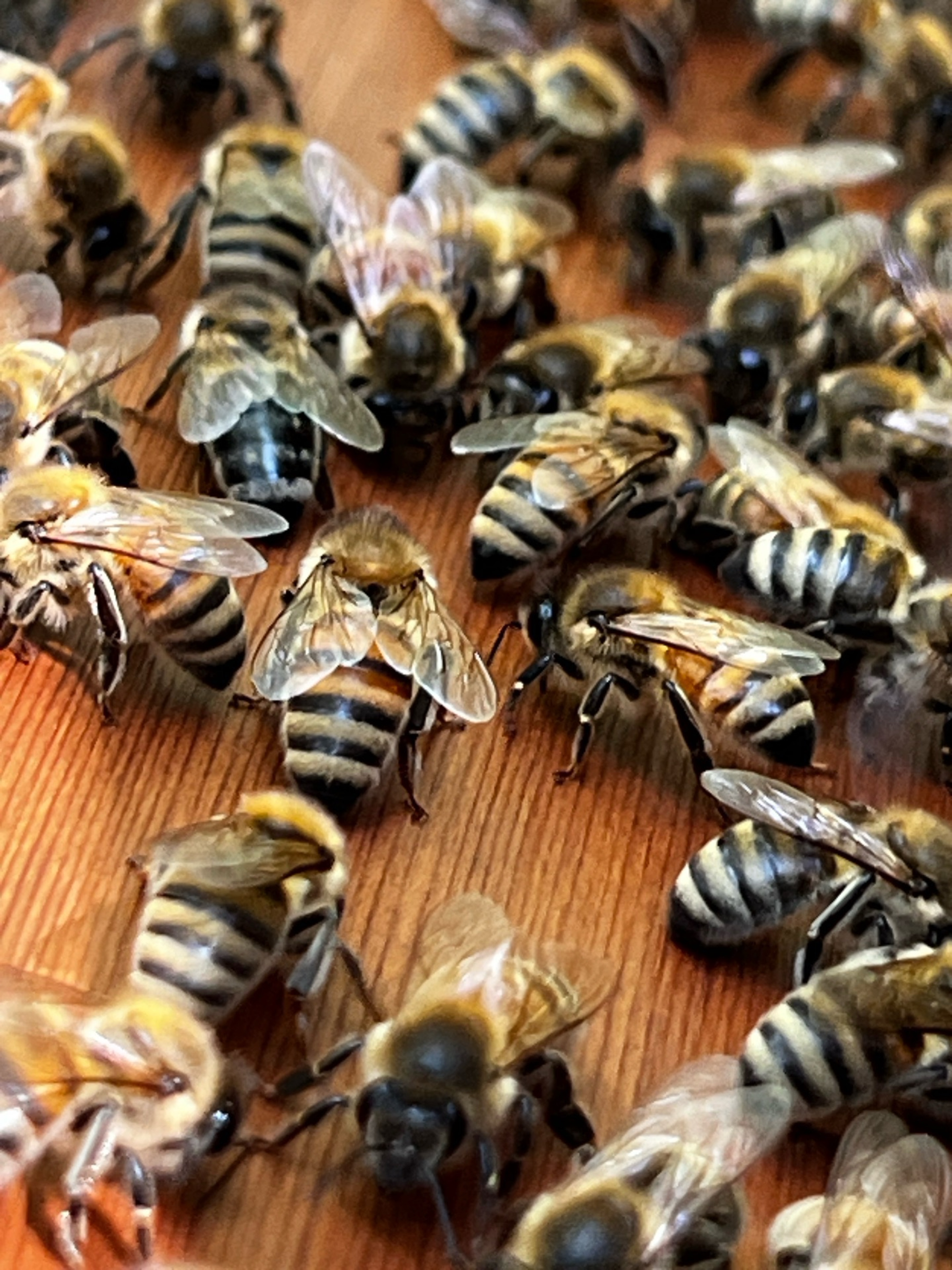 Bee cluster