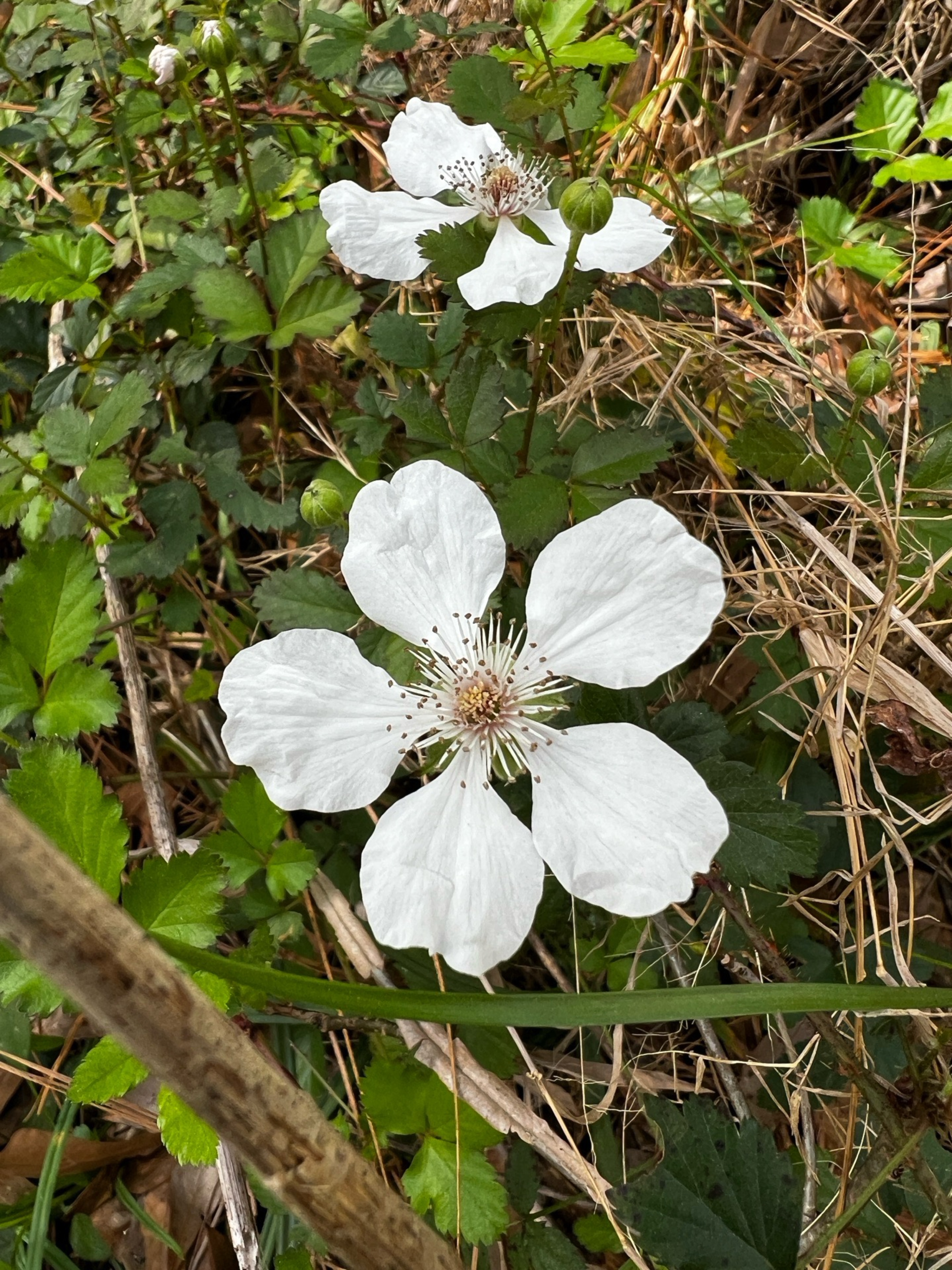 White wildflower